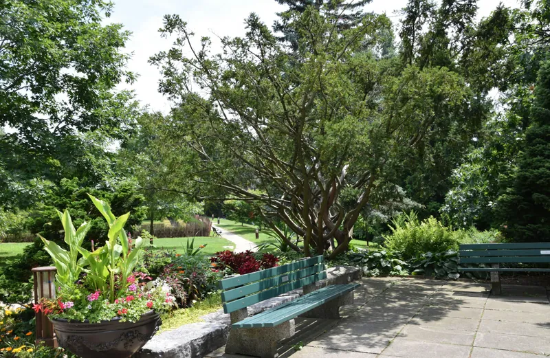 Les meilleurs arbres pour un jardin à Angers
