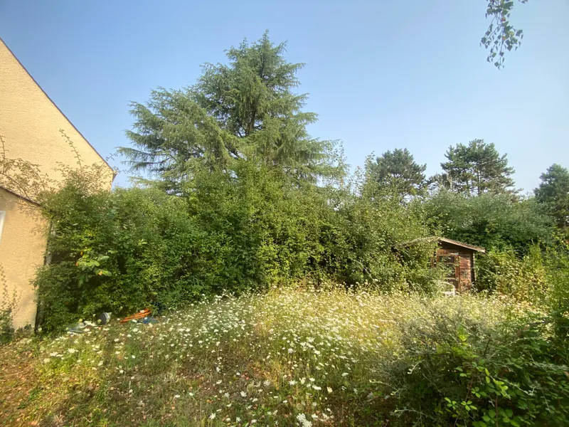 Jardin envahi par la végétation avant débroussaillage