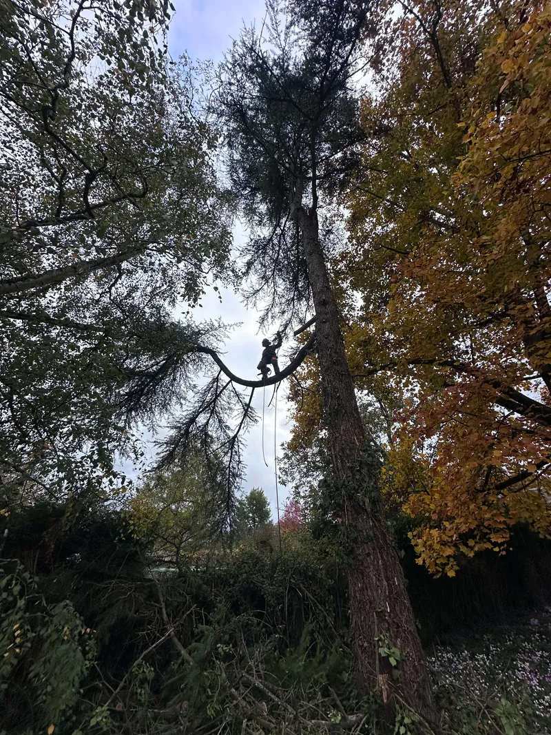 Abattage d'arbre : réglementation et autorisation