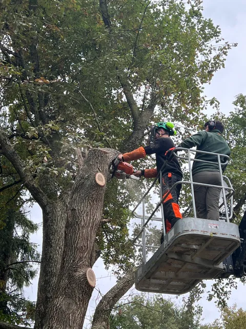 Elagage de securisation sur un arbre mature pres d'habitation